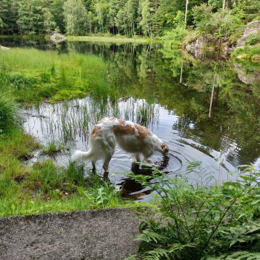 Loka dricker vatten i en liten tjärn i Mölnlycke.