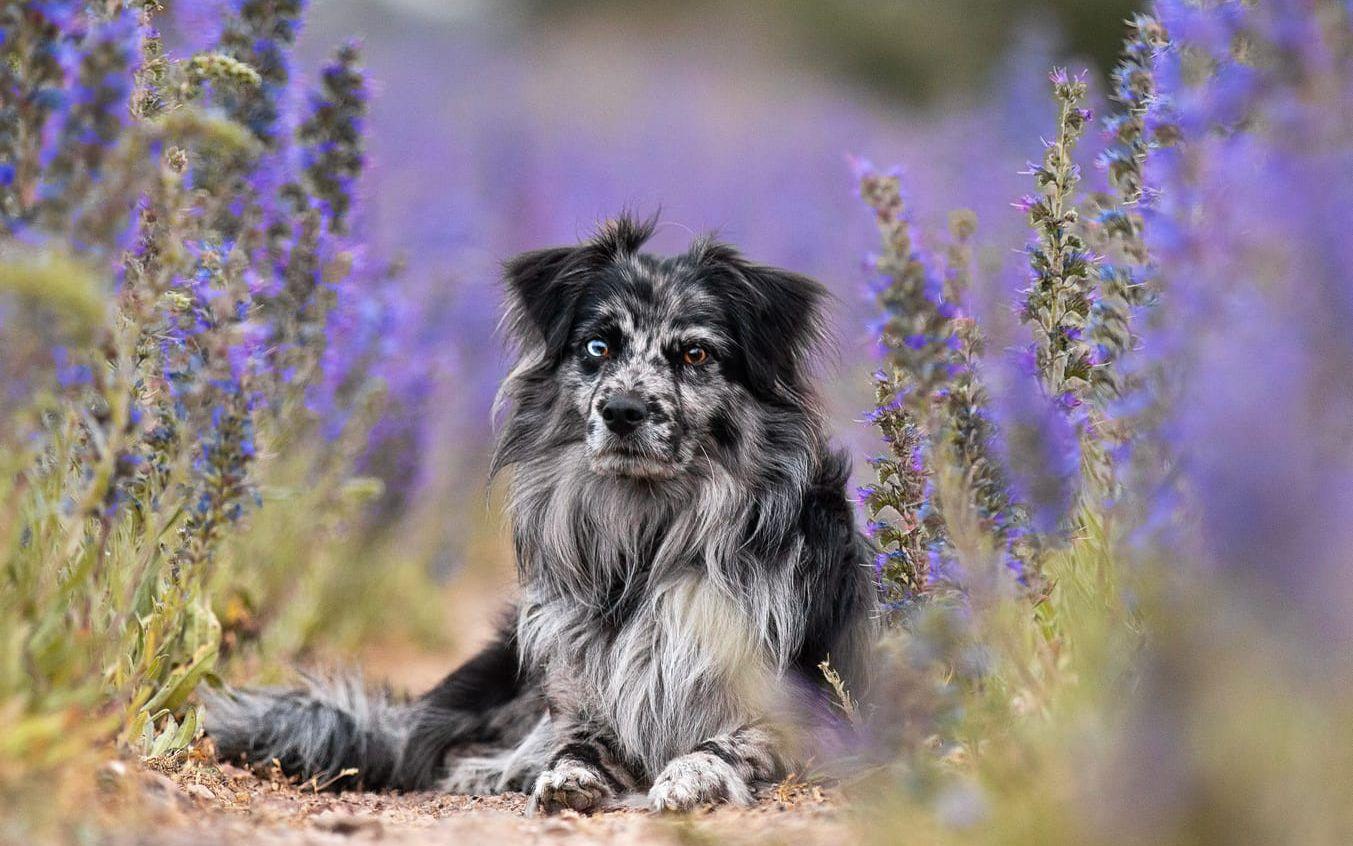 Här är mitt bidrag till bästa sommarbilden. Den är på min hund Loki i blåelden på norra Öland. Bilden är tagen den 18 juni.