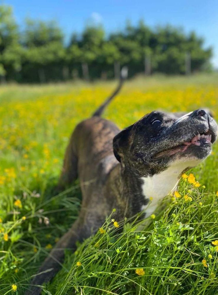 Våran hund Zmulan som är ute och njuter.