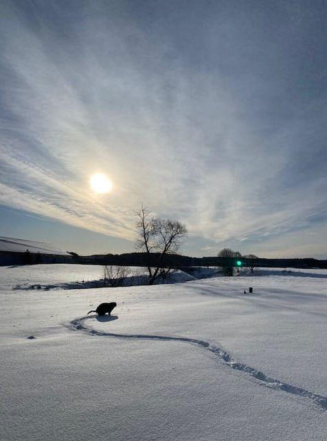 Molly förenar nytta med nöje. Morgonsol den 12 mars i Rödene, Alingsås.