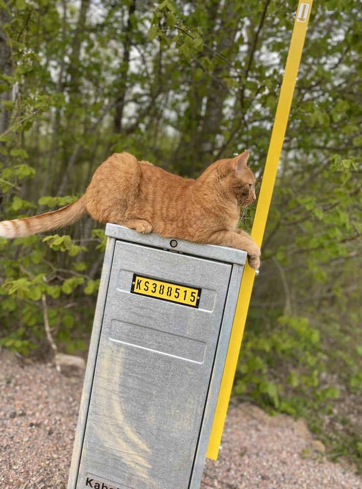 ”Sivert 4 år som laddar upp sig. En alldeles underbar katt som är mer som en människa än katt, tyvärr försvann han ifrån Årred 10/9 förra året och har inte synts till sedan dess.”