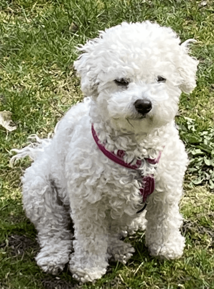 Detta är Greta en helt underbar Bichon frisé som är 3 år. 