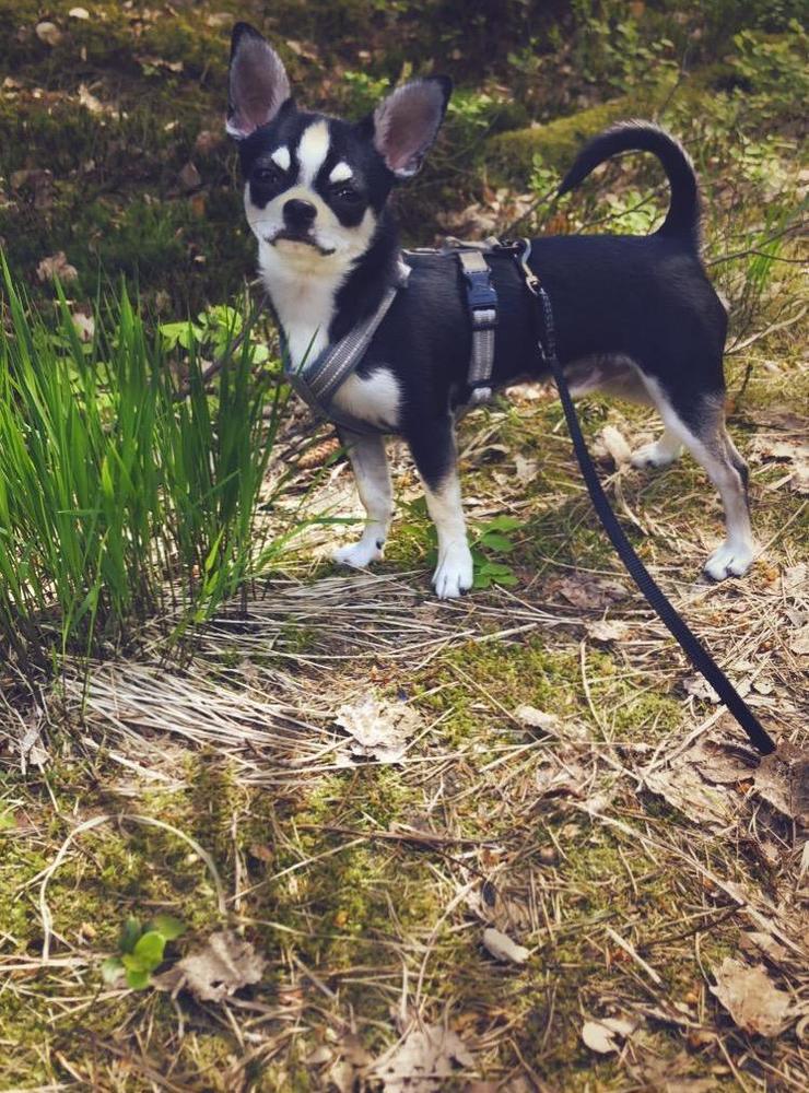 ”Här kommer en bild på min chihuahua Rafael. På promenad i Hjortgården.”